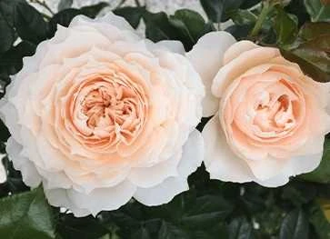 Rose - Fru Nørby™ - Syn. Royal Diva - Plant'n' Relax® 3 Rose - Fru Nørby™ - Syn. Royal Diva - Plant'n' Relax®