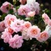 Rose - 'Dronning Margrethe' 1 Rose - 'Dronning Margrethe' -Planter Salgsbutik 1000000203