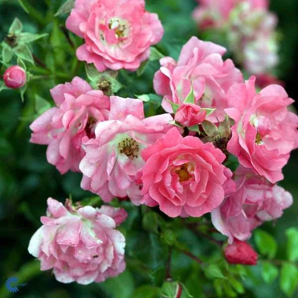 Rose - 'Heidetraum' ® 3 Rose - 'Heidetraum' ®
