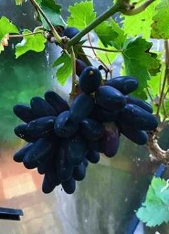 Daddeldrue Vitis 'Souvenir'