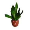 Skjuler Med Ansigt Str. D:12,5 X H:10,5 Cm - Brun -Planter Salgsbutik 1000002974