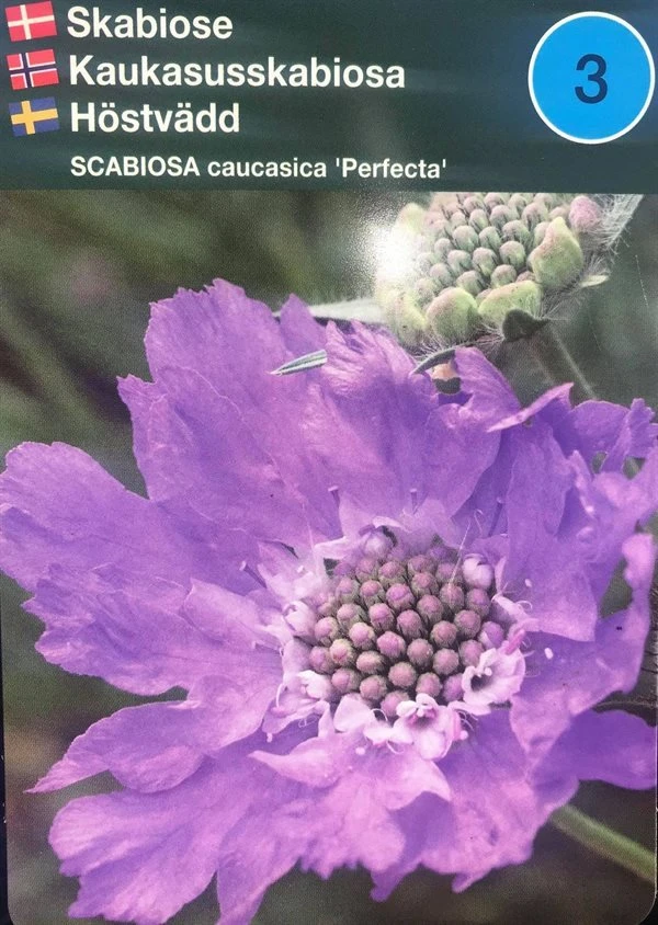 Skabiose 'Perfecta' 3 Skabiose 'Perfecta'