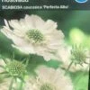 Skabiose 'Perfecta Alba' -Planter Salgsbutik 16715