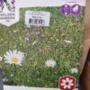 Engblomster Mix 250 Gr. 1 Engblomster Mix 250 Gr. -Planter Salgsbutik 20190714 132922