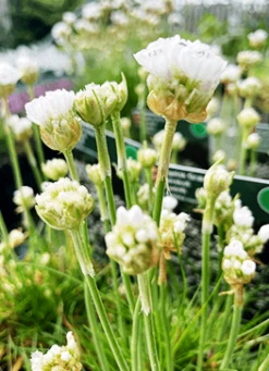 Engelsk Græs 'Alba'