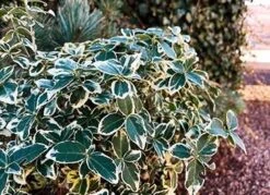 Benved På 80 Cm Stamme