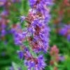 Isop - HYSSOPUS Officinalis -Planter Salgsbutik 345623894697832678