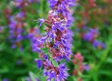 Isop - HYSSOPUS Officinalis 3 Isop - HYSSOPUS Officinalis