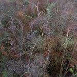 Broncefennikel 3 Broncefennikel