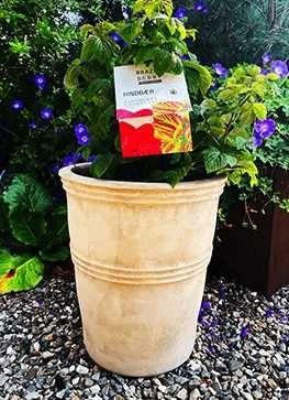 Hindbær 'Raspberry Shortcake' ® 3 Hindbær 'Raspberry Shortcake' ®