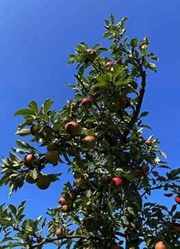 Taffelæbletræ 'Kronprins Frederik' 3 Taffelæbletræ 'Kronprins Frederik'