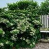 Klatrehortensia -Planter Salgsbutik 452001879355 2