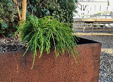 Ærtecypres 3 Ærtecypres