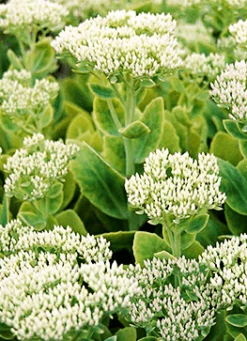 Hvid Sankthansurt 'Stardust'