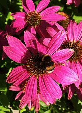 Purpursolhat 'Little Magnus'® 3 Purpursolhat 'Little Magnus'®