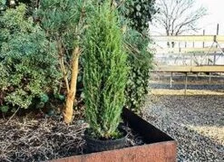 Søjleformet Enebær 'Compressa'