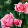 'Queen Elizabeth' - Storblomstrende Rose -Planter Salgsbutik 6757875422124