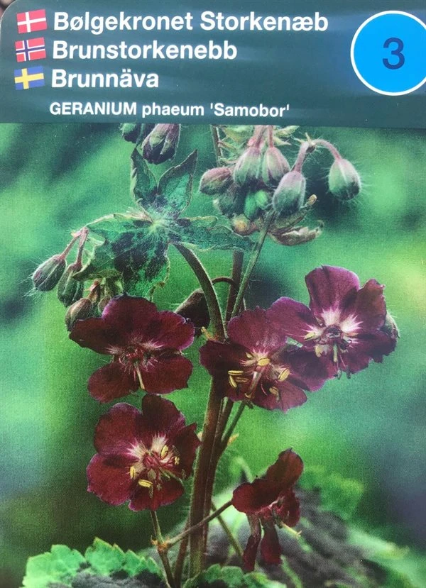 Bølgekronet Storkenæb 'Samobor' 3 Bølgekronet Storkenæb 'Samobor'