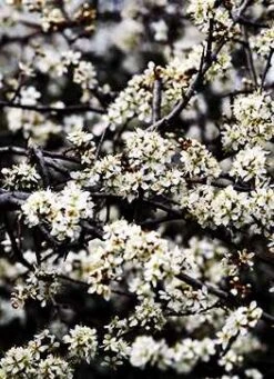 Slåen - Prunus Spinosa