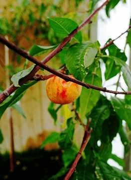 Nektarin 'Nectared' 3 Nektarin 'Nectared'