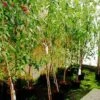 Prunus Amygdalus 'Ferskenmandel' -Planter Salgsbutik 898100677