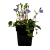 Vinca Minor - Vintergrøn / Liden Singrøn 2 Vinca Minor - Vintergrøn / Liden Singrøn -Planter Salgsbutik 8981006881 3