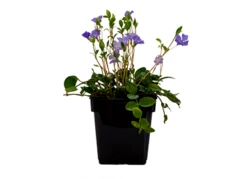 Vinca Minor - Vintergrøn / Liden Singrøn