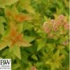 Amerikansk Blærespiræa 'Tiny Wine' Gold -Planter Salgsbutik 8981006906