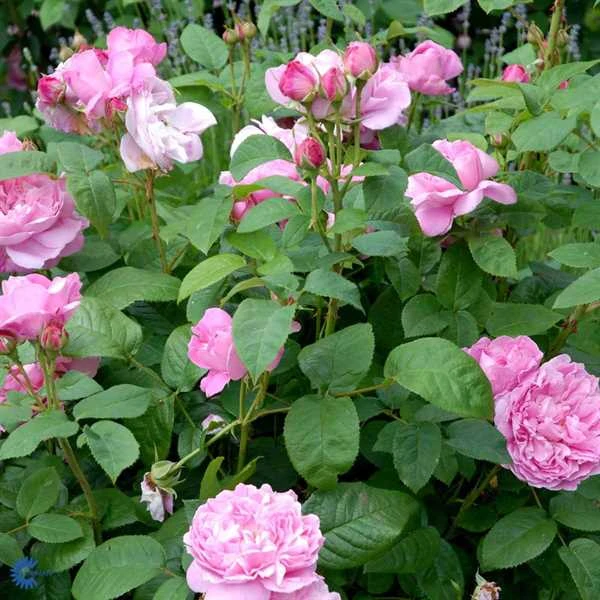 'Mary Rose' - Engelsk Rose 3 'Mary Rose' - Engelsk Rose