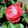'Benjamin Britten' Engelsk Rose 2 'Benjamin Britten' Engelsk Rose -Planter Salgsbutik 8981006918