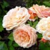 'Charles Austen' Engelsk Rose -Planter Salgsbutik 8981006919