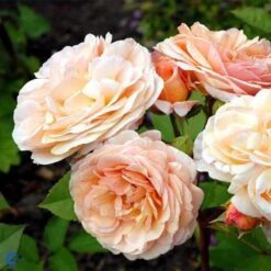 'Charles Austen' Engelsk Rose