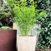 Bambus 'Bimbo' -Planter Salgsbutik 8981006940