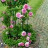 'Gertrude Jekyll' Ausbord - Engelsk Rose -Planter Salgsbutik 89810069619