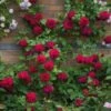 'Tess Of The D'Urbervilles Ausmove - Engelsk Rose 1 'Tess Of The D'Urbervilles Ausmove - Engelsk Rose -Planter Salgsbutik 89810069621 3