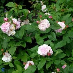 'Jacques Cartier' - Historisk Buskrose