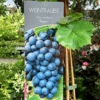 Vinplante - Vitis Vinifera 'Regent' 1 Vinplante - Vitis Vinifera 'Regent' -Planter Salgsbutik 89810069659