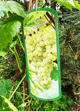 Vinplante - Vitis 'Solaris' 3 Vinplante - Vitis 'Solaris'