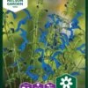 Blå Salvie -Planter Salgsbutik 95148