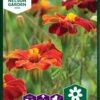 Tagetes `Burning Embers` -Planter Salgsbutik 95644