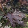 Spidsløn 'Crimson Sentry' -Planter Salgsbutik Acer20roede20blade