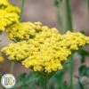 ACHILLEA 'SASSY SUMMER LEMON'®' -Planter Salgsbutik Achillea20Sassy20Summer20Lemon