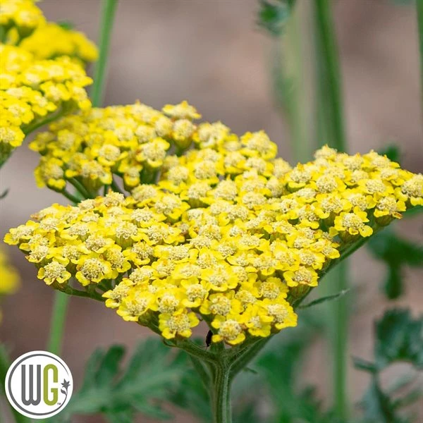 ACHILLEA 'SASSY SUMMER LEMON'®' 3 ACHILLEA 'SASSY SUMMER LEMON'®'