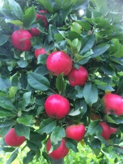 Æbletræ 'Discovery'