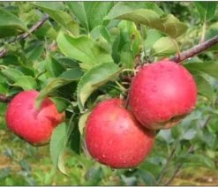 Æbletræ 'Santana'(R)