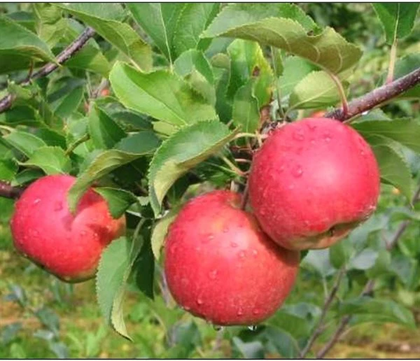 Æbletræ 'Santana'(R) 2 Æbletræ 'Santana'(R)