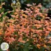 Indianermynte 'MANGO TANGO'®' -Planter Salgsbutik Agastache20Mango20Tango