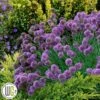 'ALLIUM 'MEDUSA'®' 2 'ALLIUM 'MEDUSA'®' -Planter Salgsbutik Allium2020Medusa