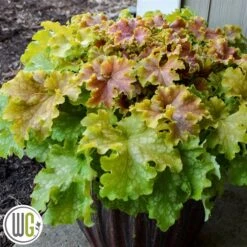 Alunrod 'APPLE TWIST'®'