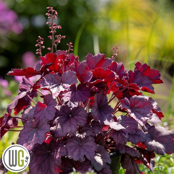 Alunrod 'WILD ROSE'®' 3 Alunrod 'WILD ROSE'®'